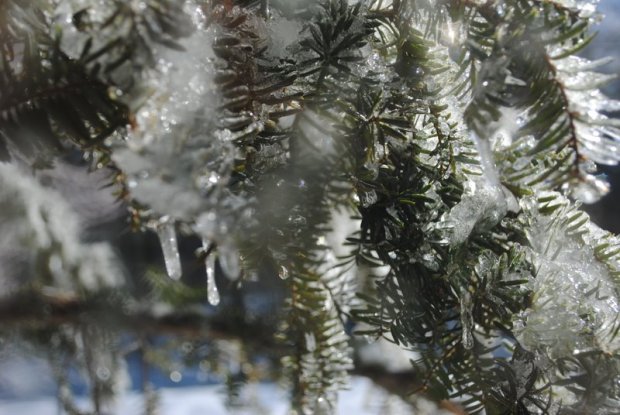 Fir tree covered in ice.